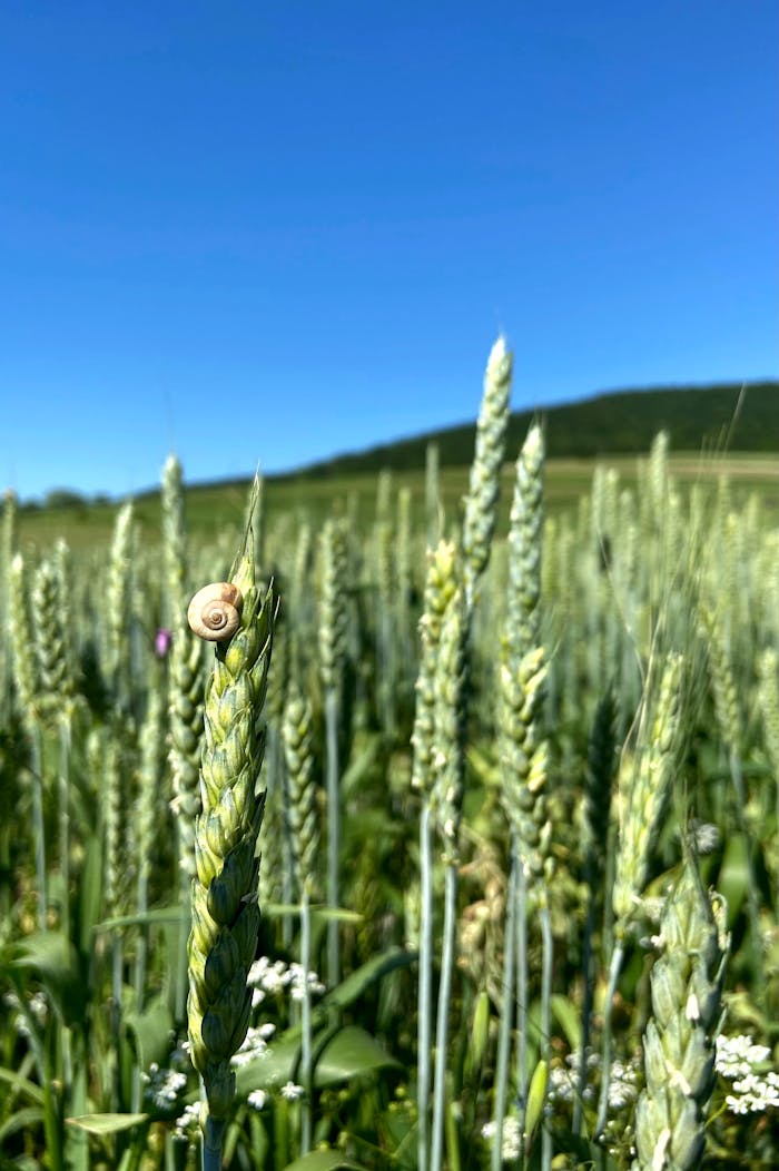 Small snail crawling on cereal plant growing in green field in farm under blue sky